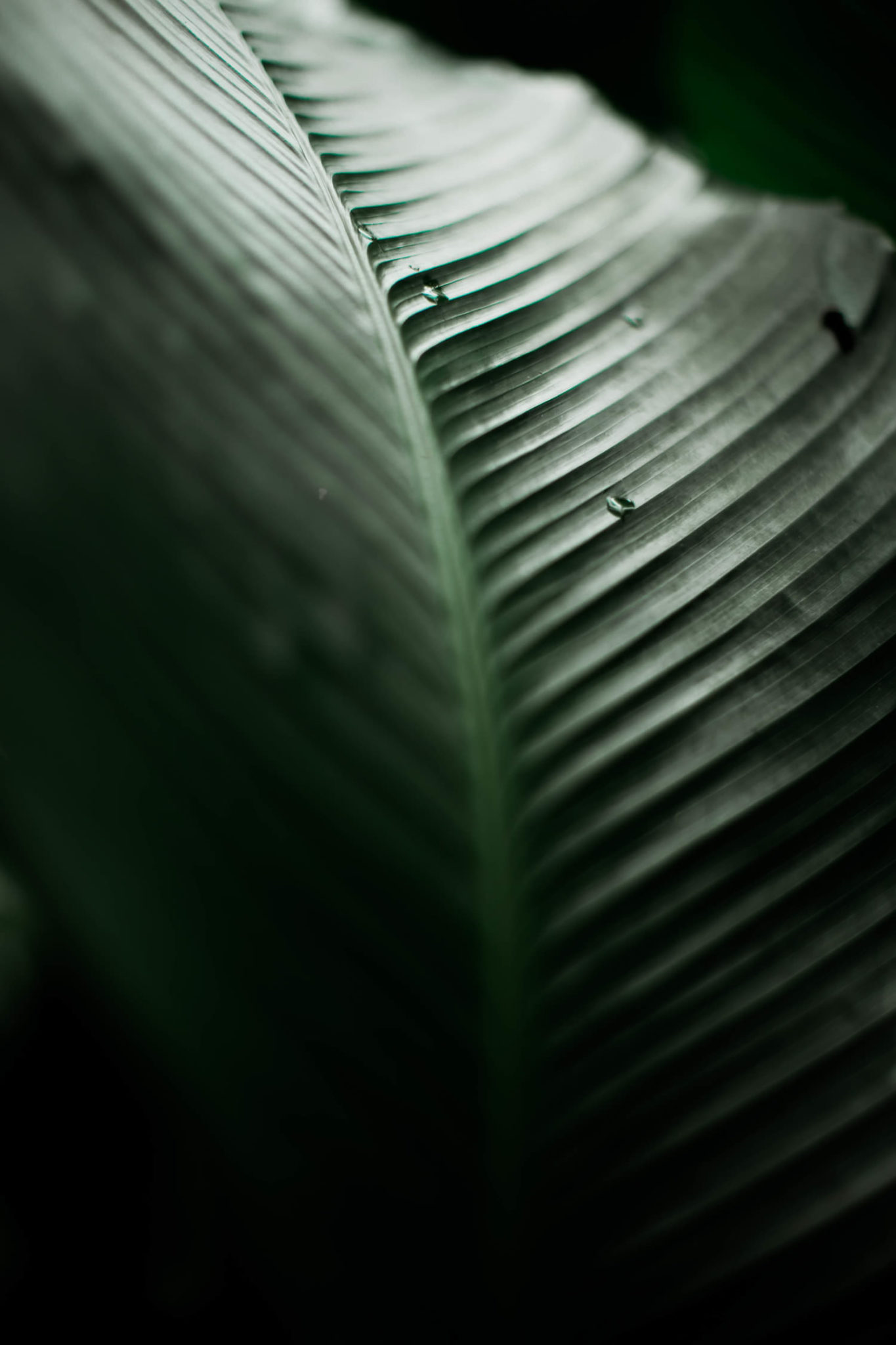 Dark green leaf with water droplets